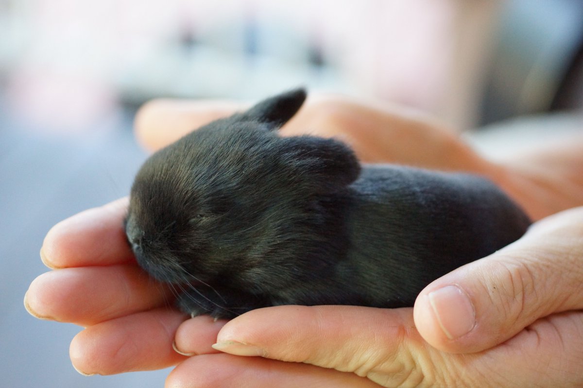 Новорожденный голландский кролик