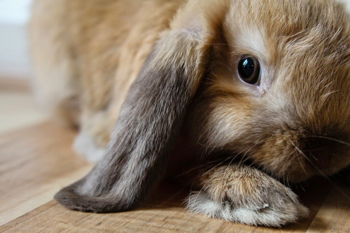 Мордочка зайца беляка