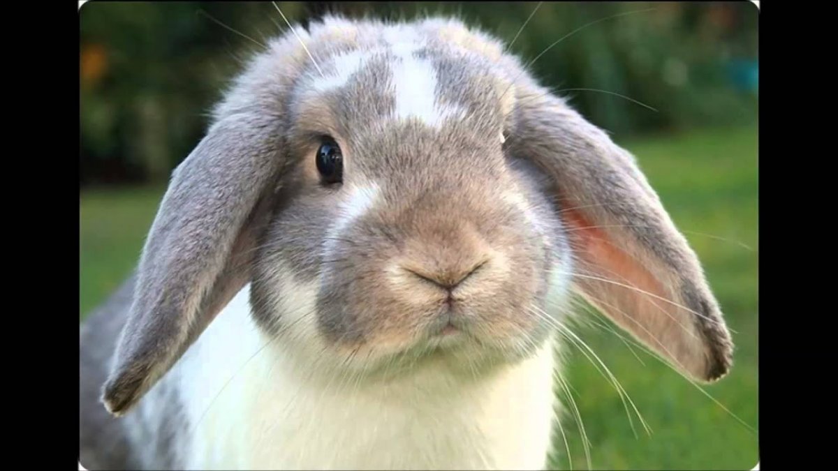 Смешной заяц