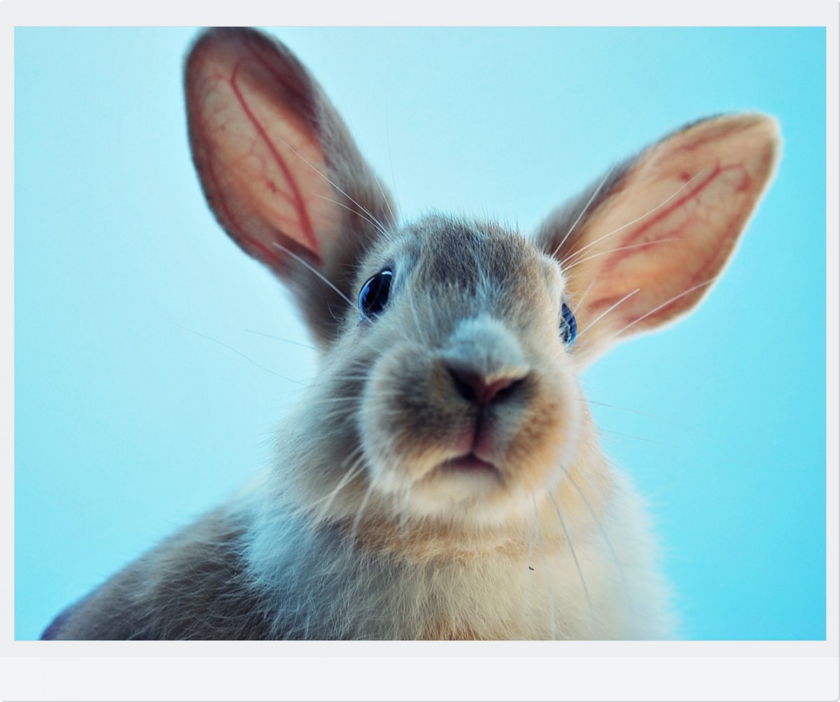 Кролик на лужайке