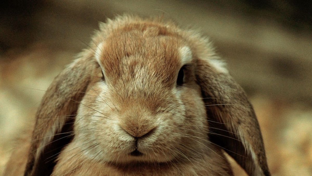 Носик кролика