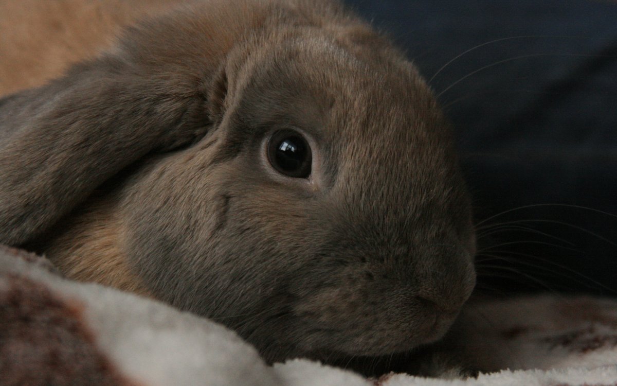 Мордочка кролика