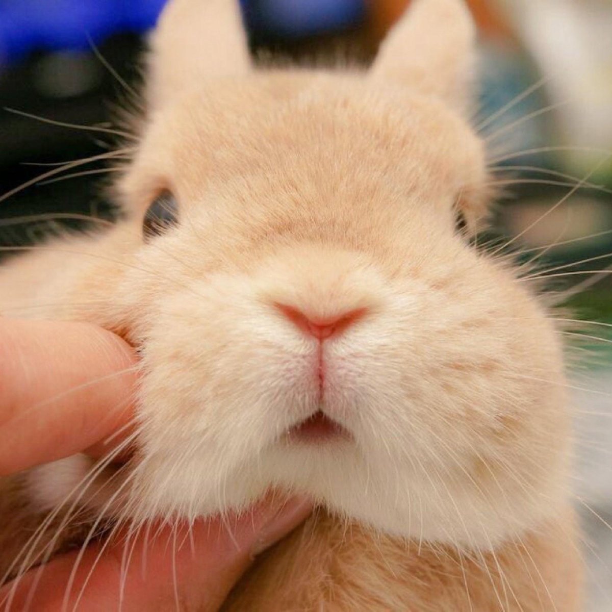 Заяц с карими глазами