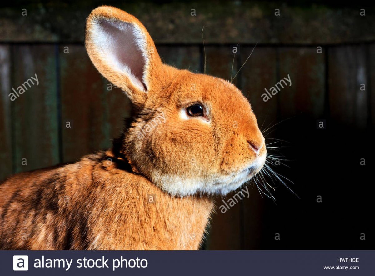 Кролики на природе