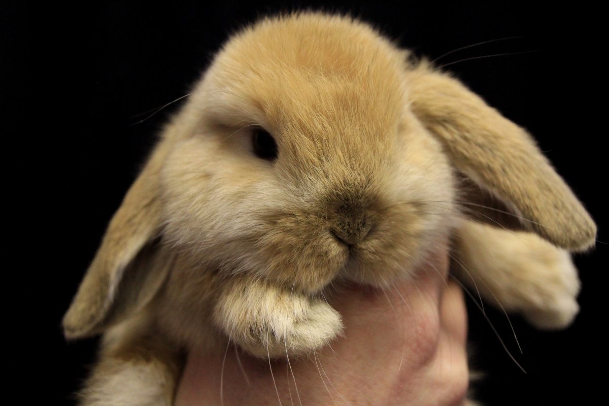 Кроличий нос