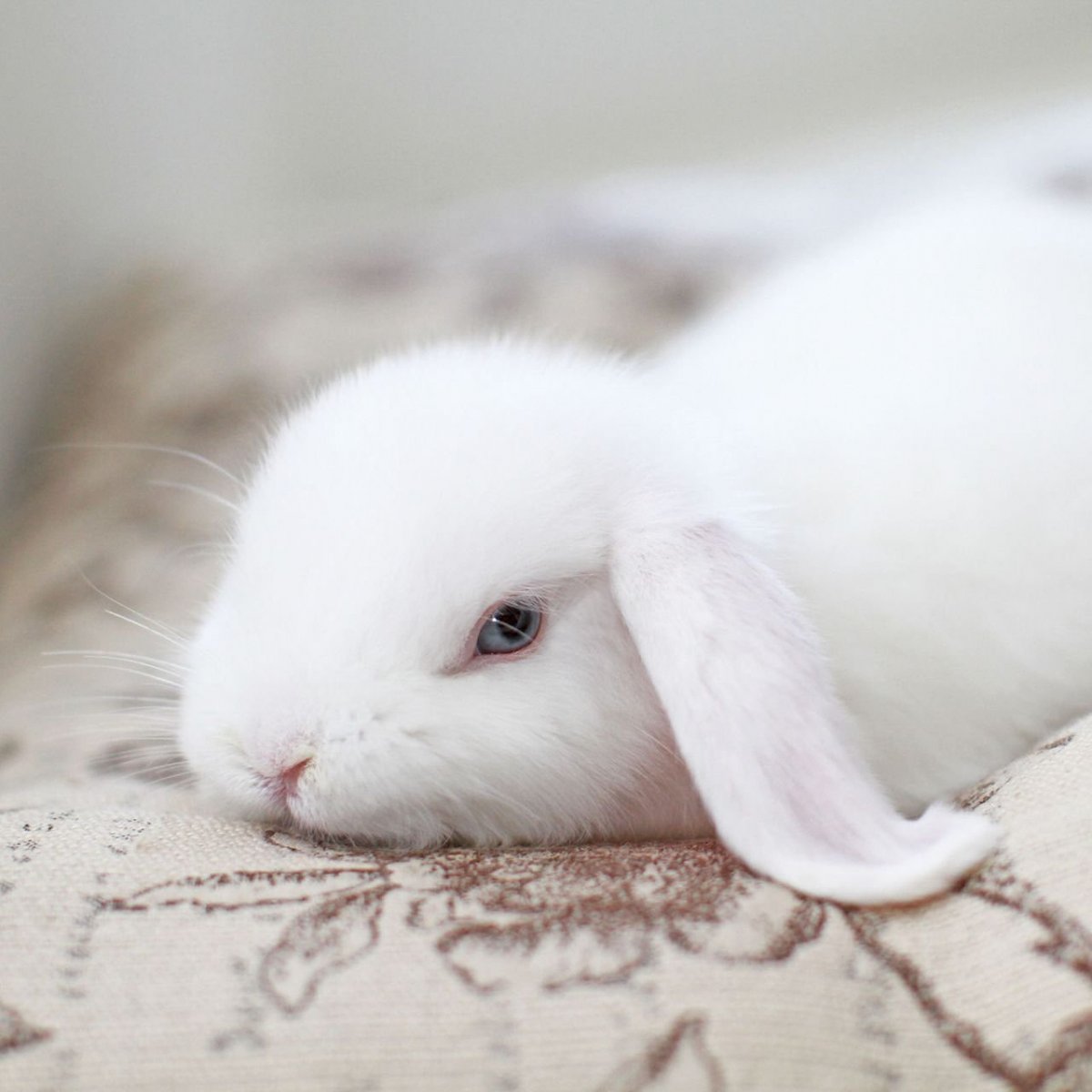 White Rabbit Сурков