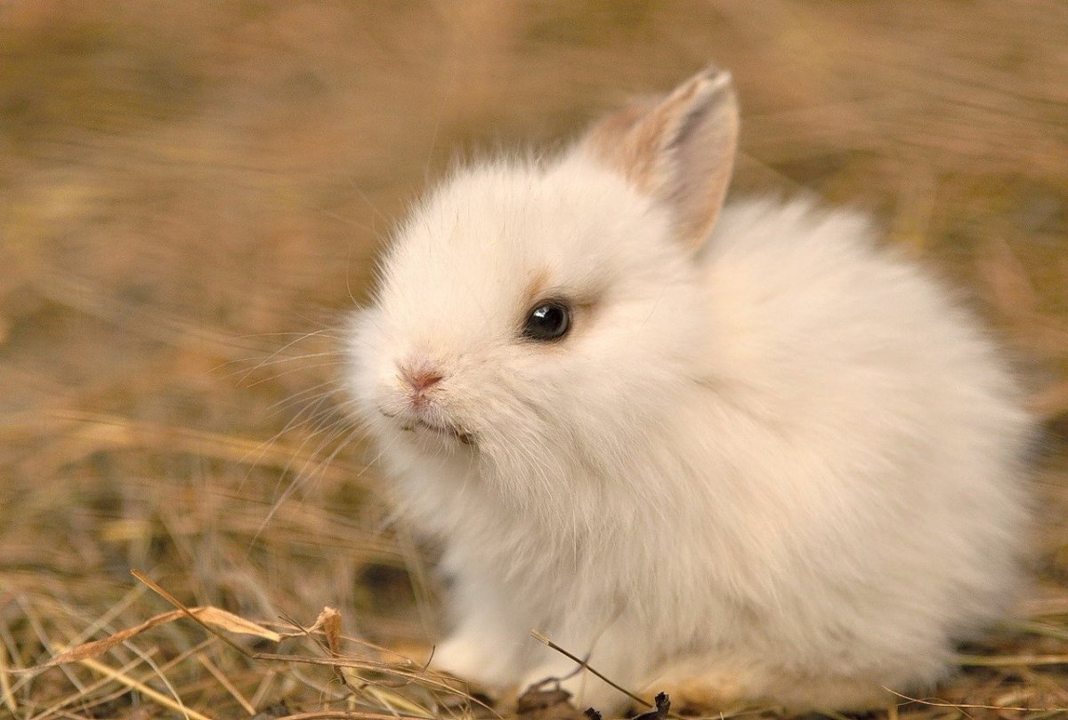 Белый пушистый кролик