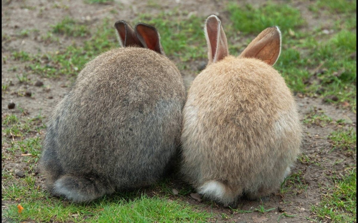 Заячий хвост