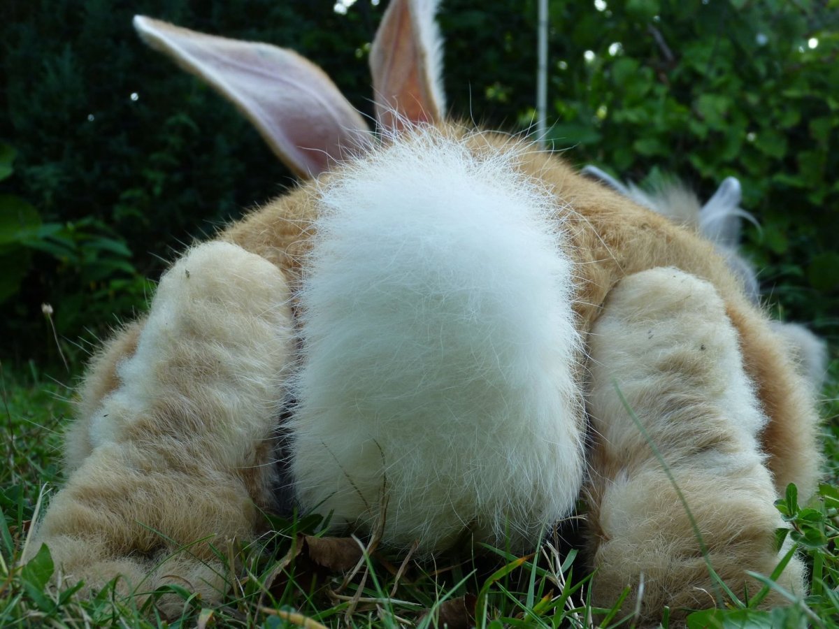 Заяц хваста