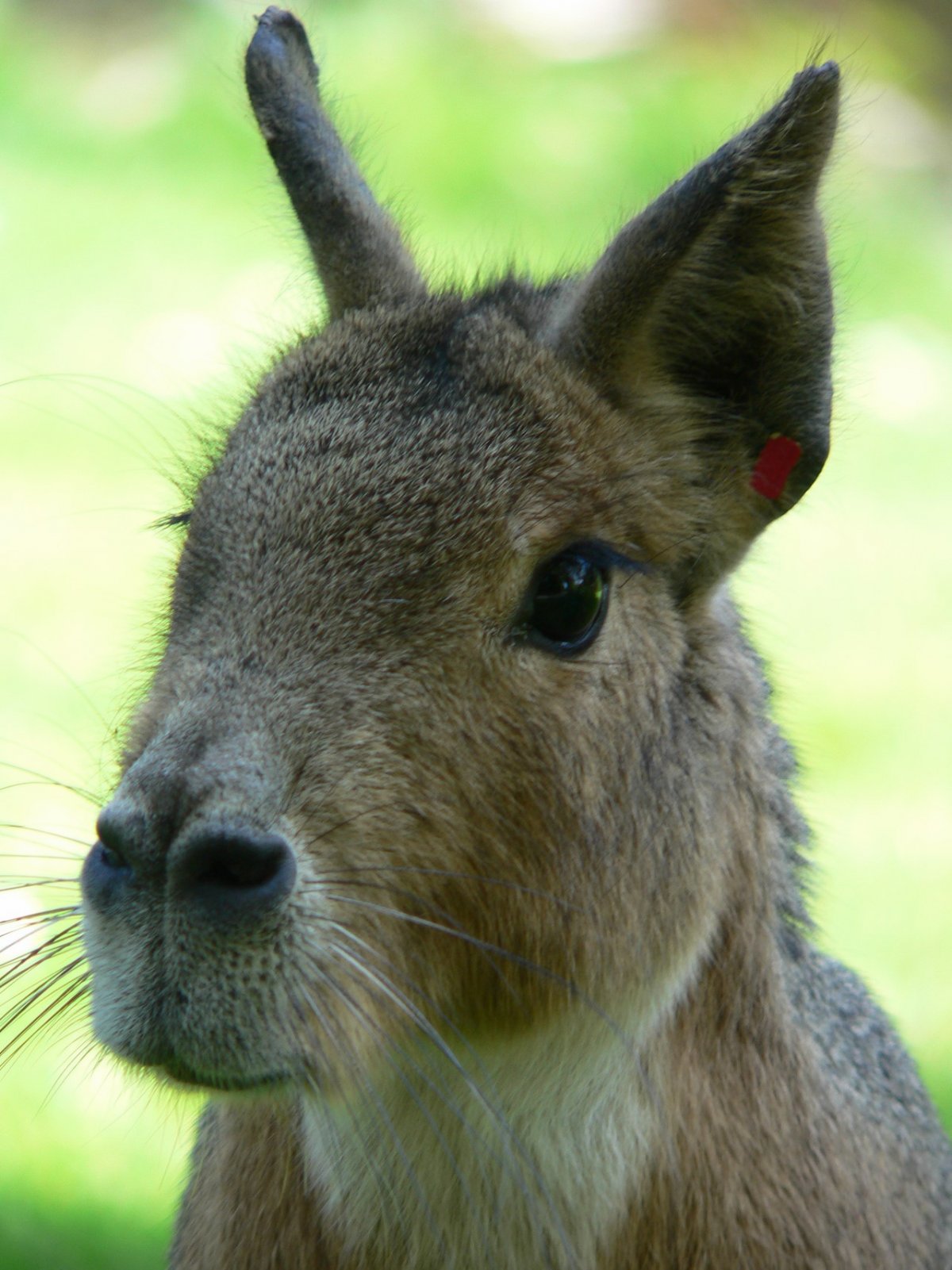 Мара патагонская Свинка