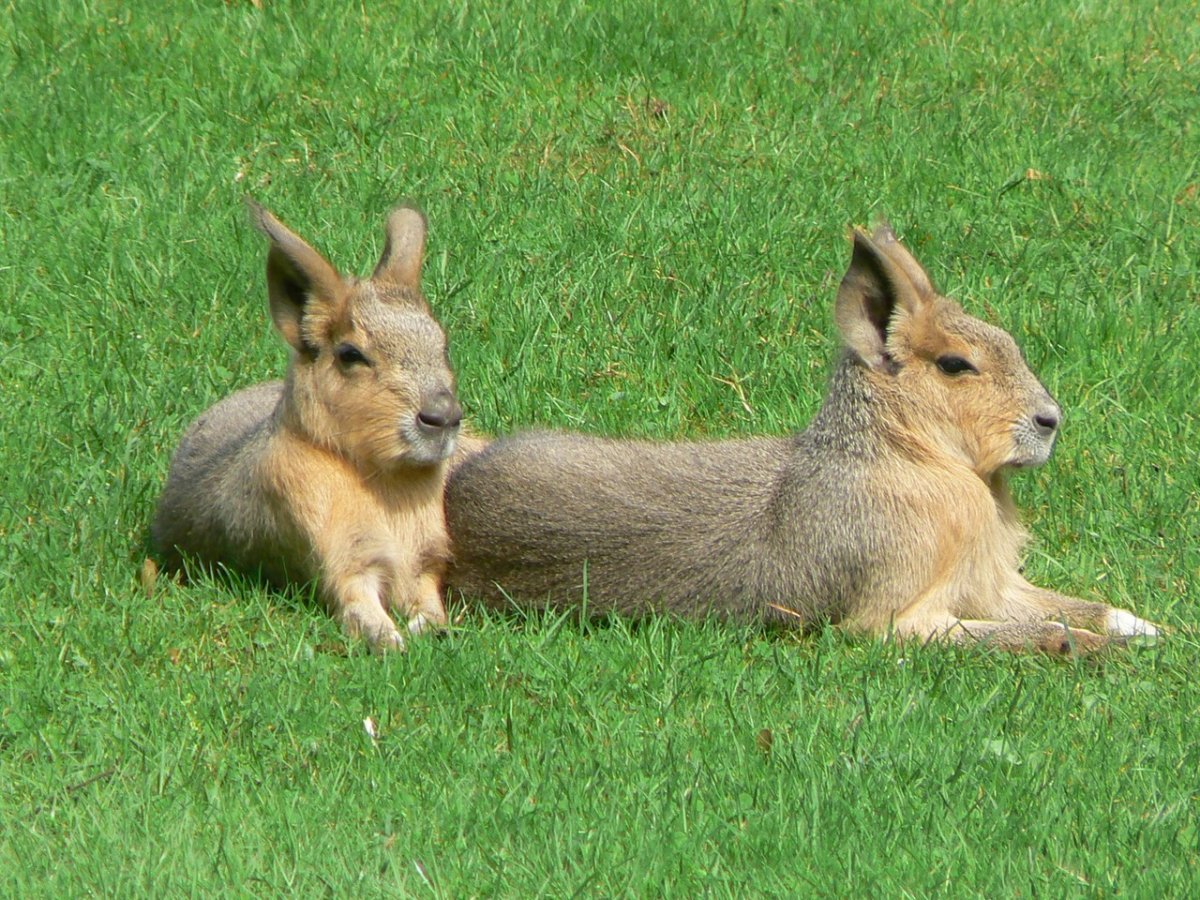 Мара Патагонский заяц
