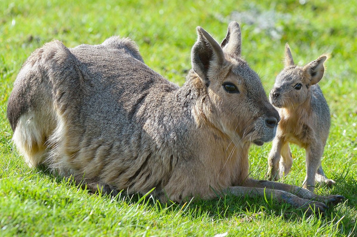 Патагонская кухня
