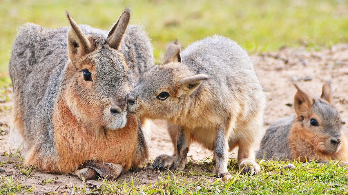 Мара Патагонский заяц