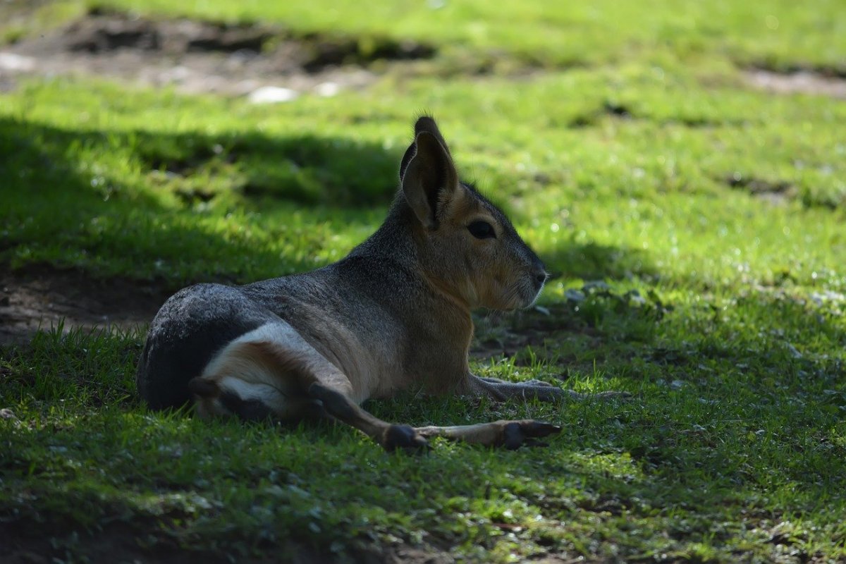Мара патагонская Свинка