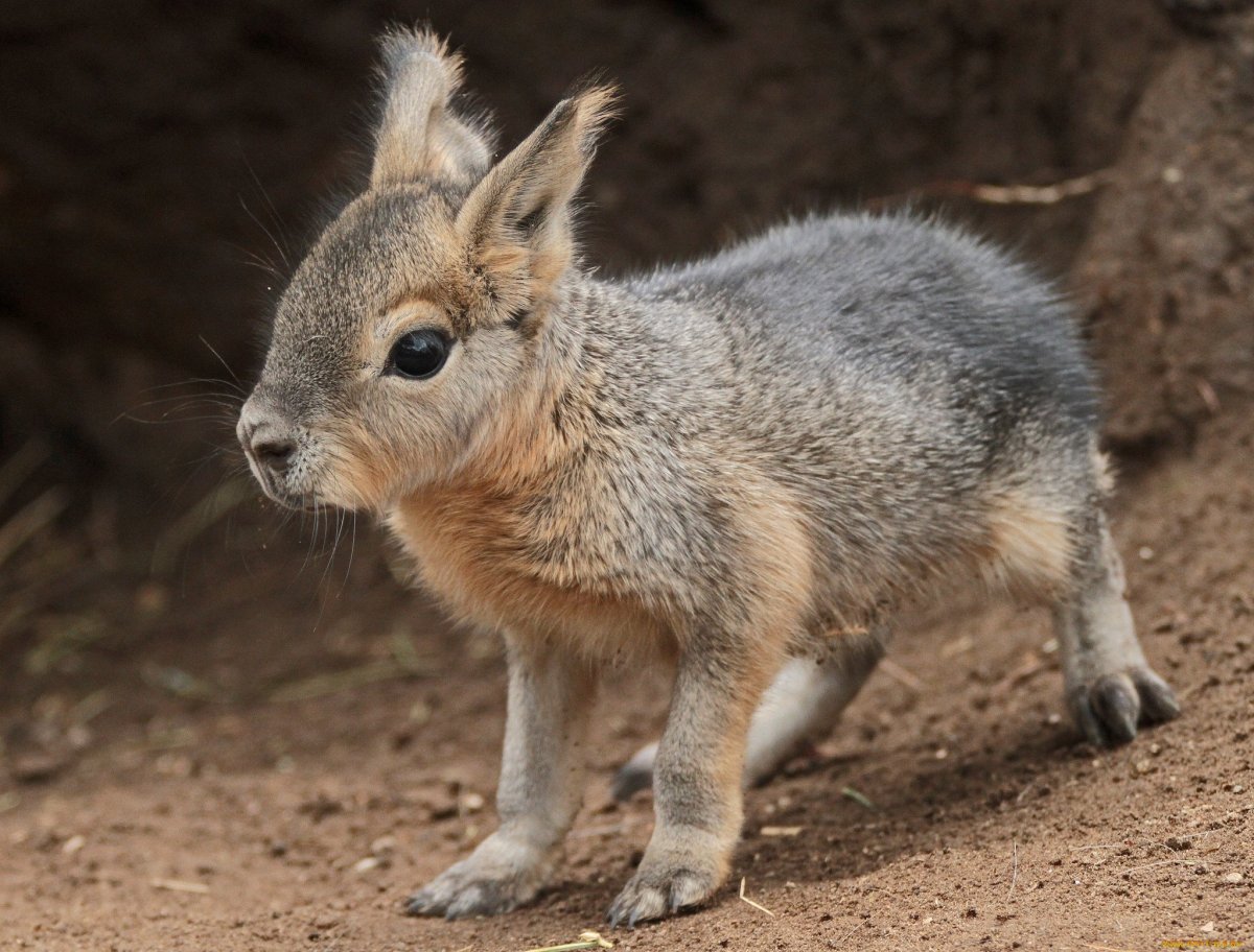 Мара млекопитающее