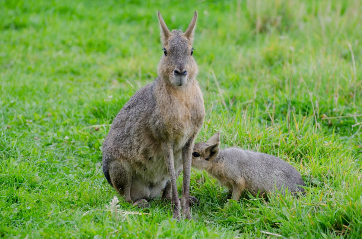 Чакоанская Мара