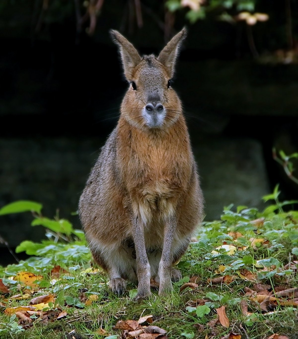 Патагонский заяц
