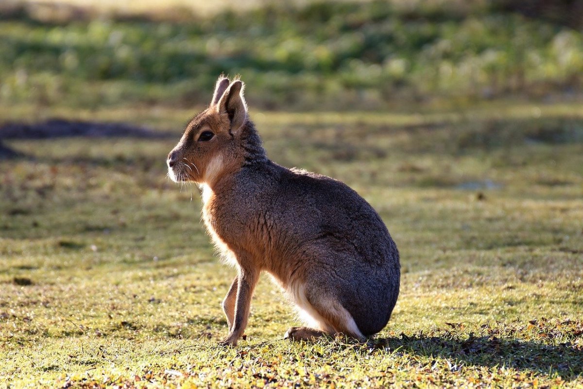 Патагонская область фауна