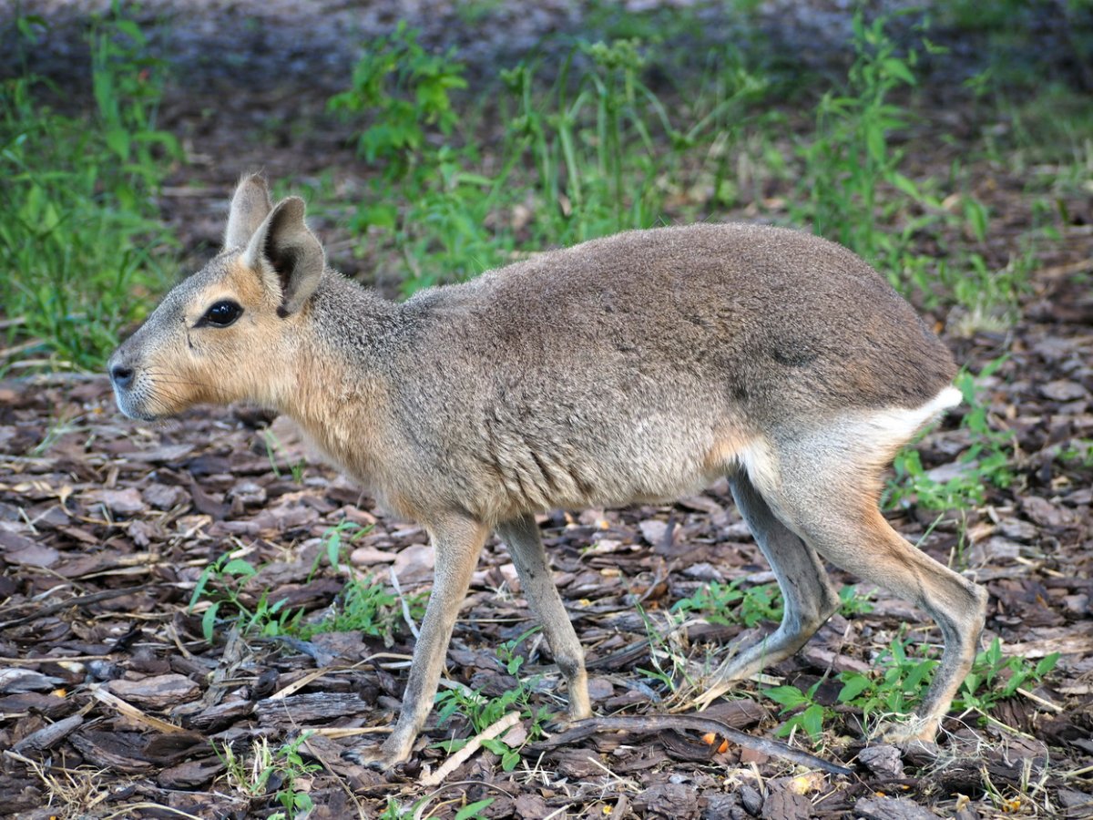 Патагонские Мары