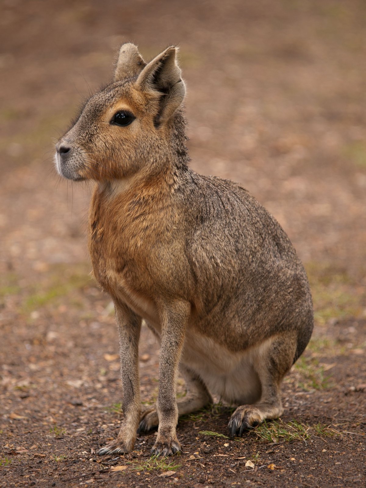 Патагонская Мара (dolichotis patagonum