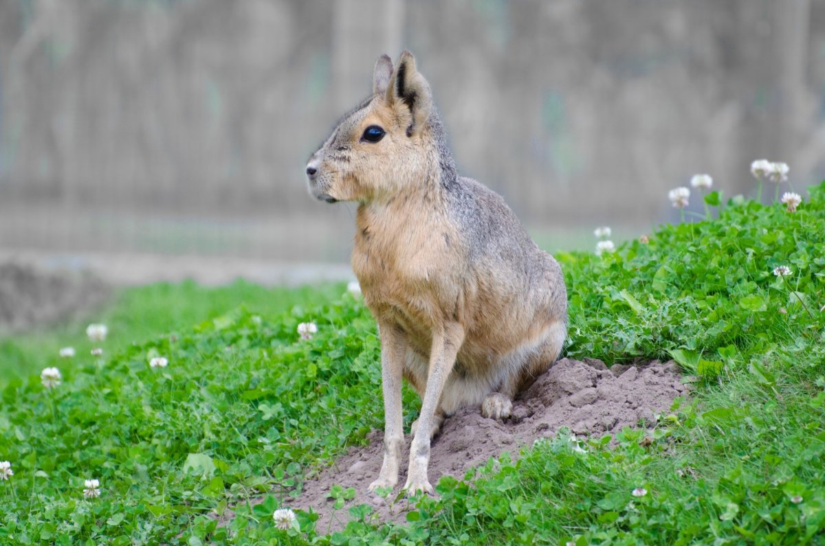 Животные травоядные Мара