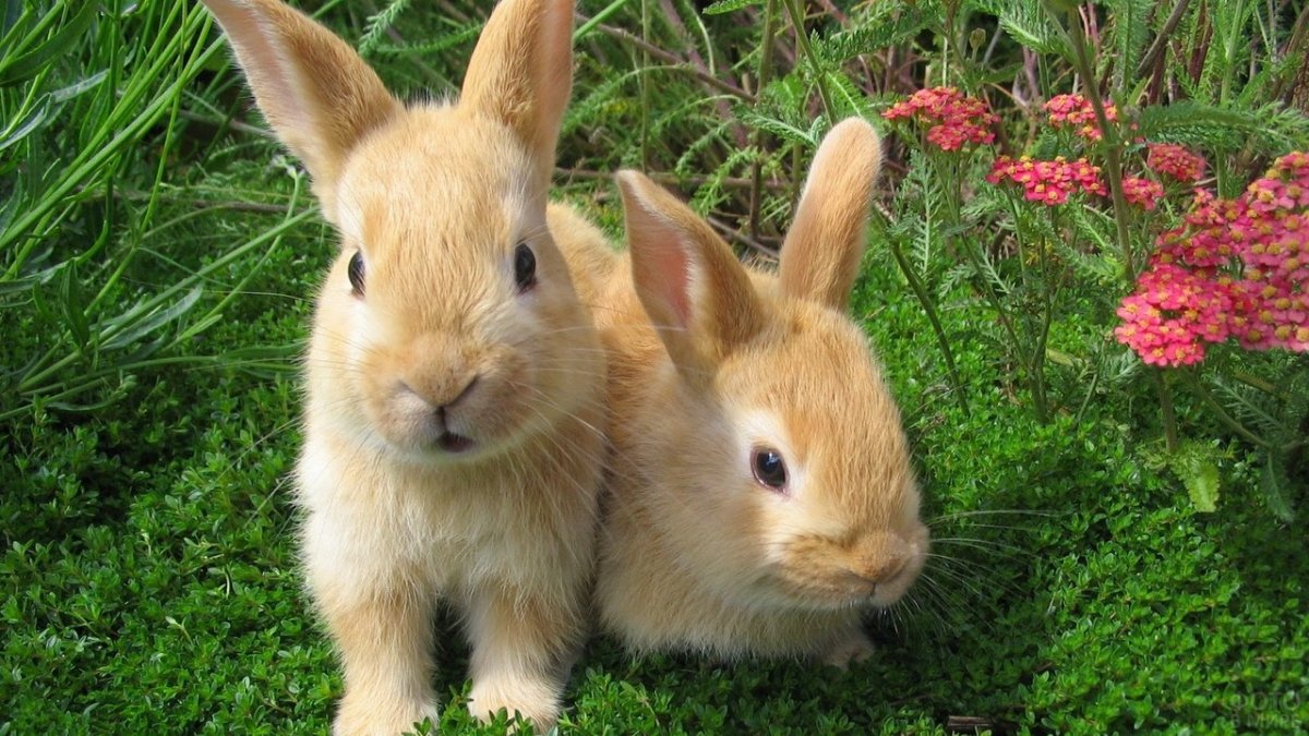 Красивые домашние животные