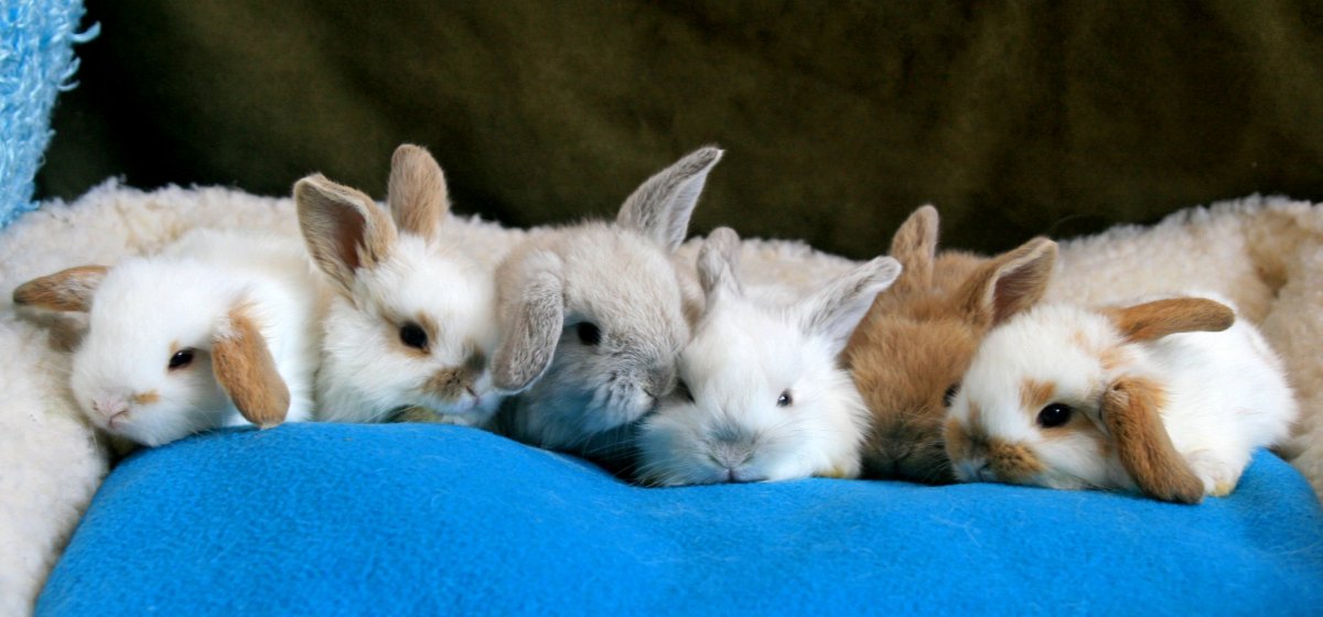 Милые маленькие крольчата
