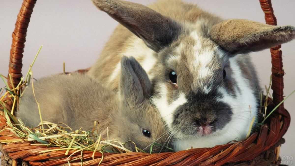Крольчиха с крольчатами
