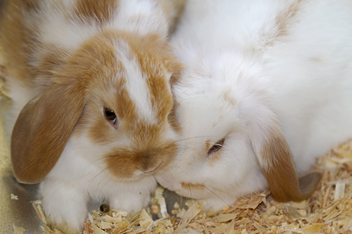 Вислоухий кролик