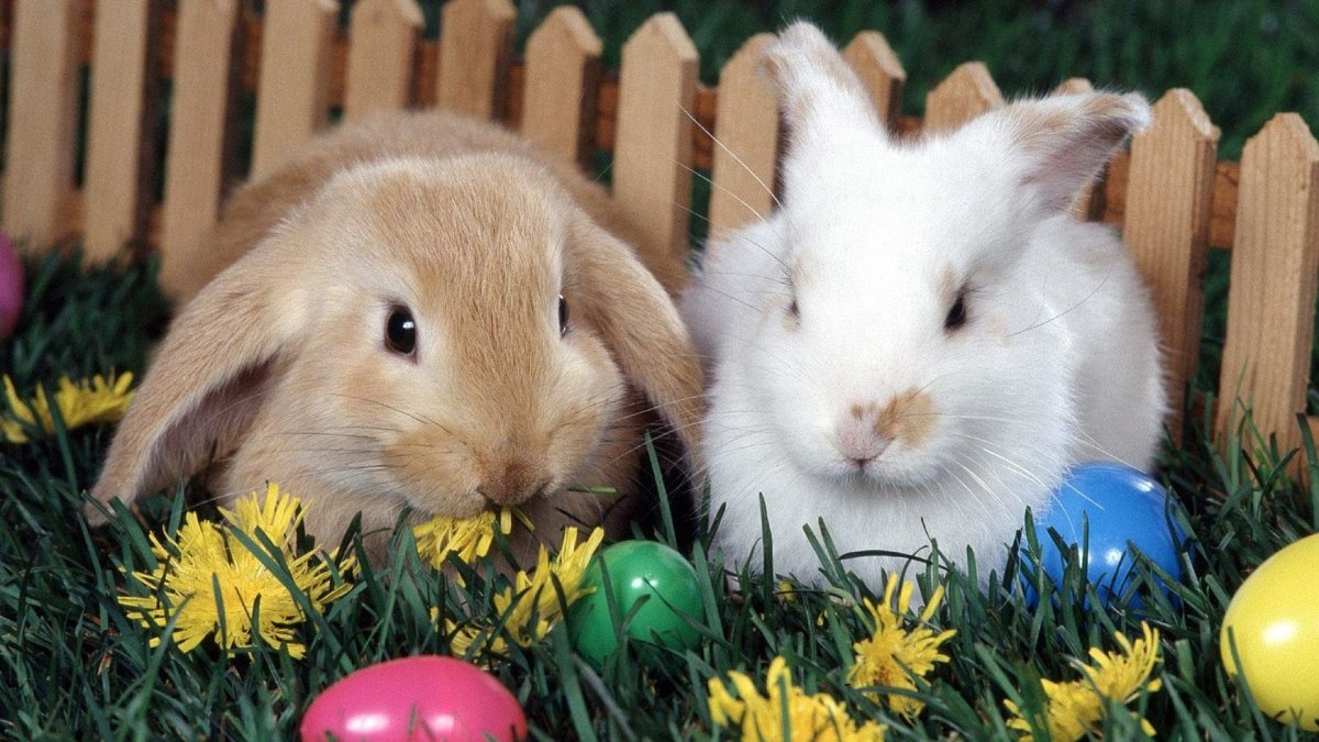 Кролик обои