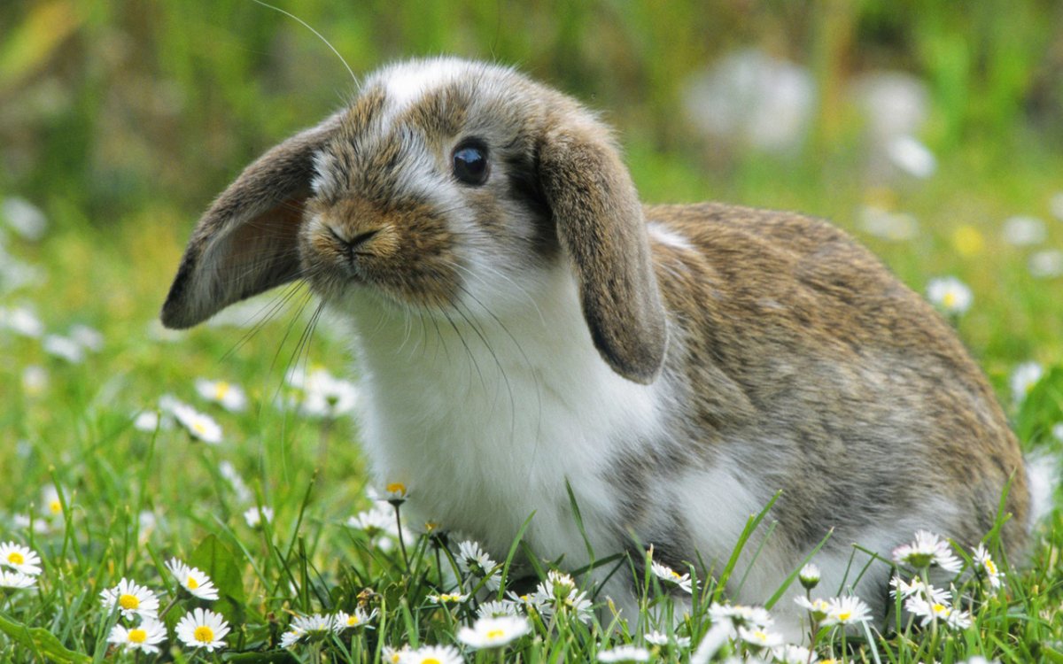 Кролик Длинноухий