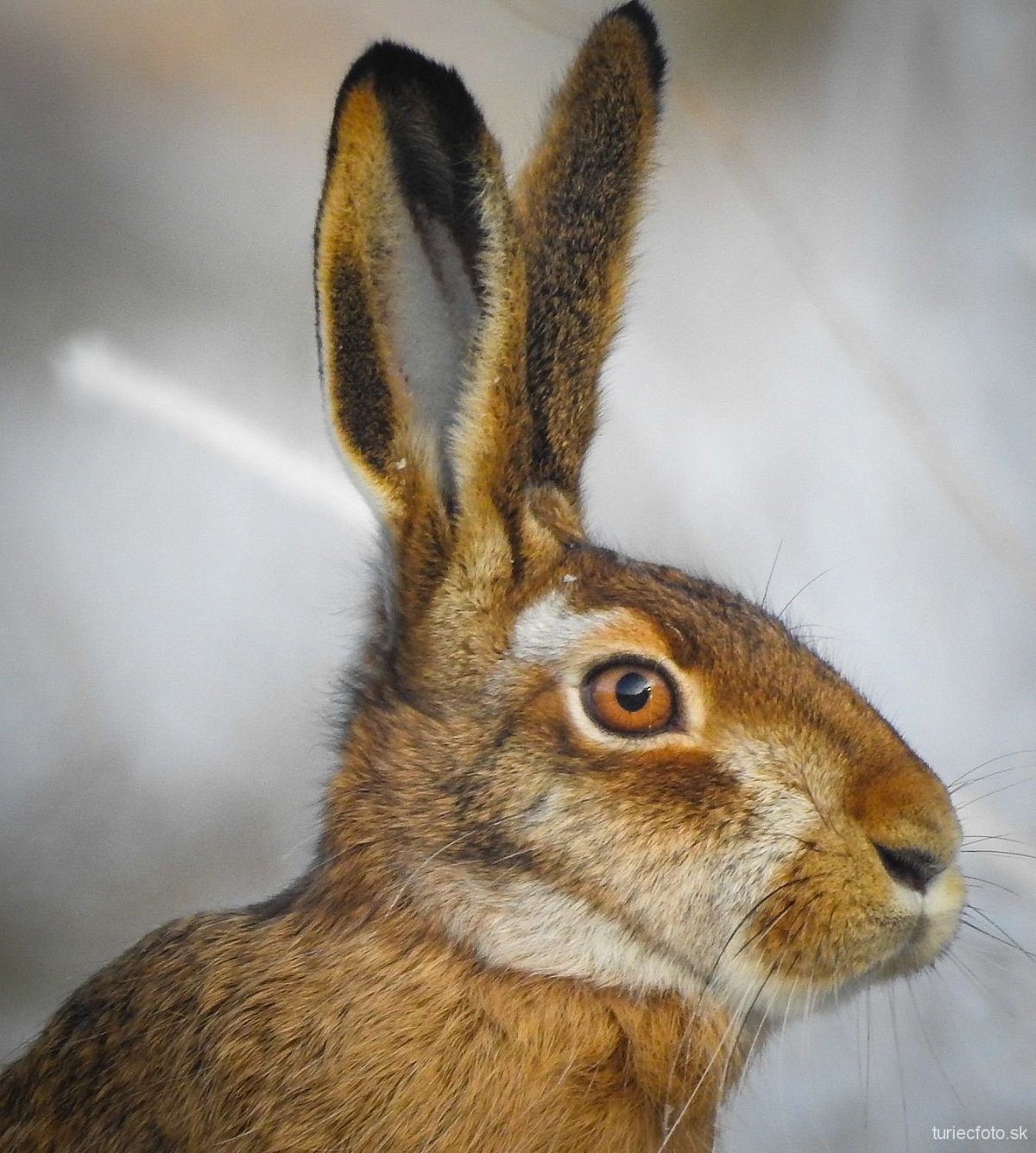 Нос кролика