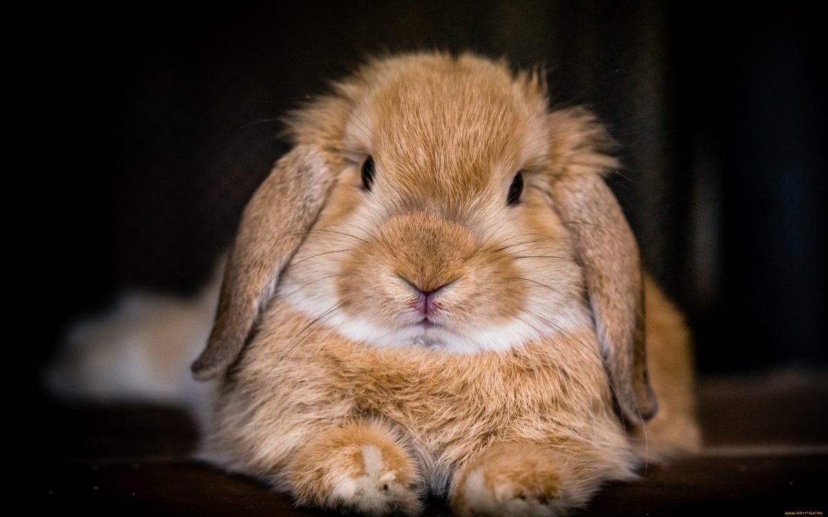 Недовольный кролик