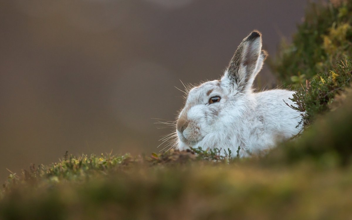 Кролик спереди
