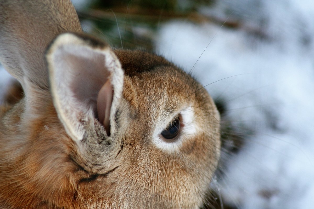 Заяц улыбается