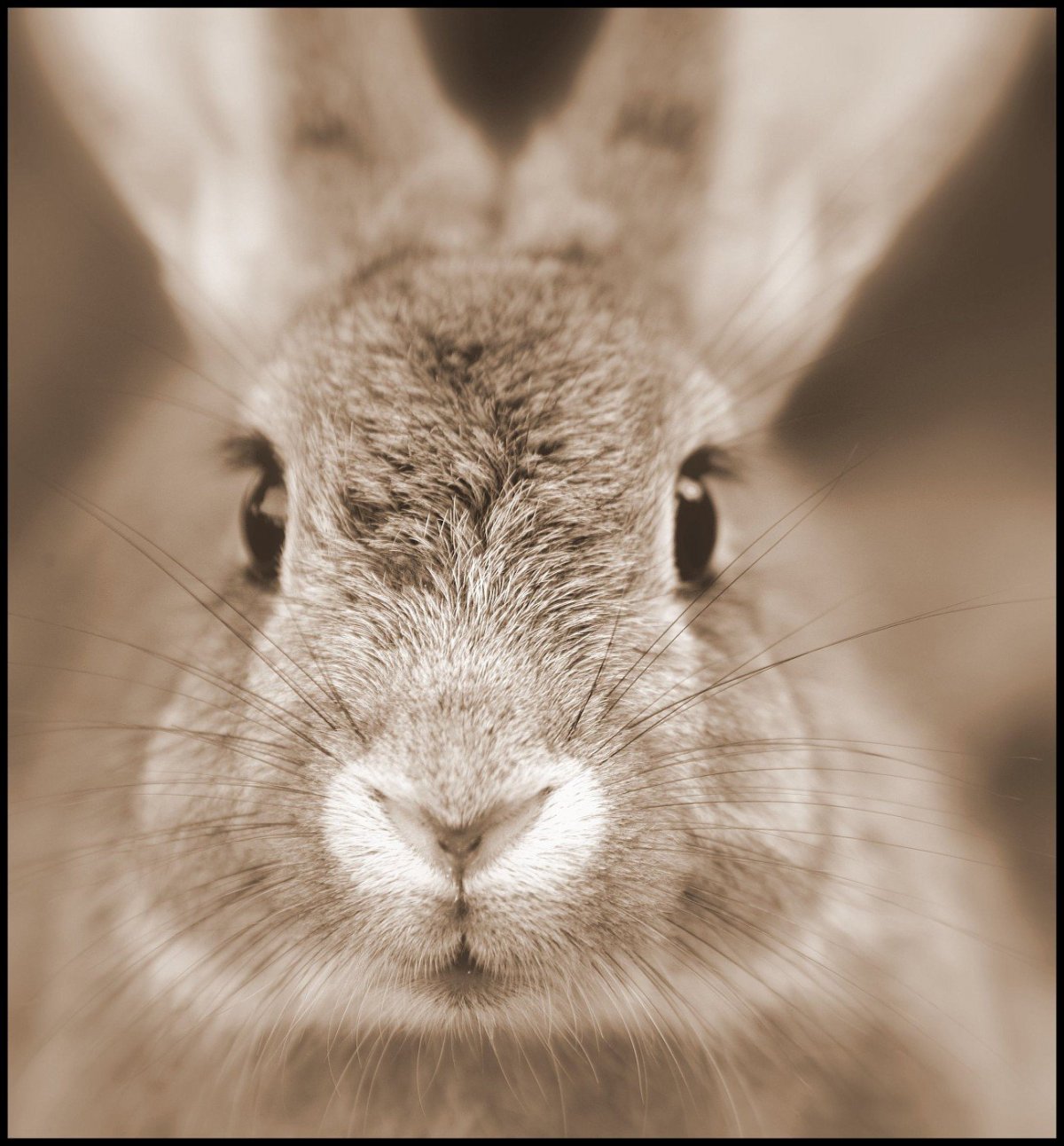 Нос зайца
