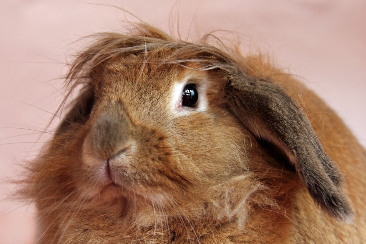 Уши кролика