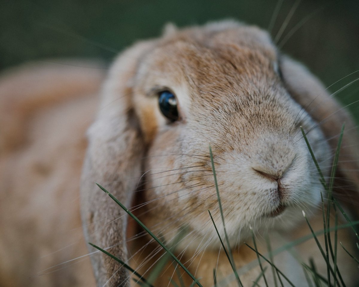 Милый кролик