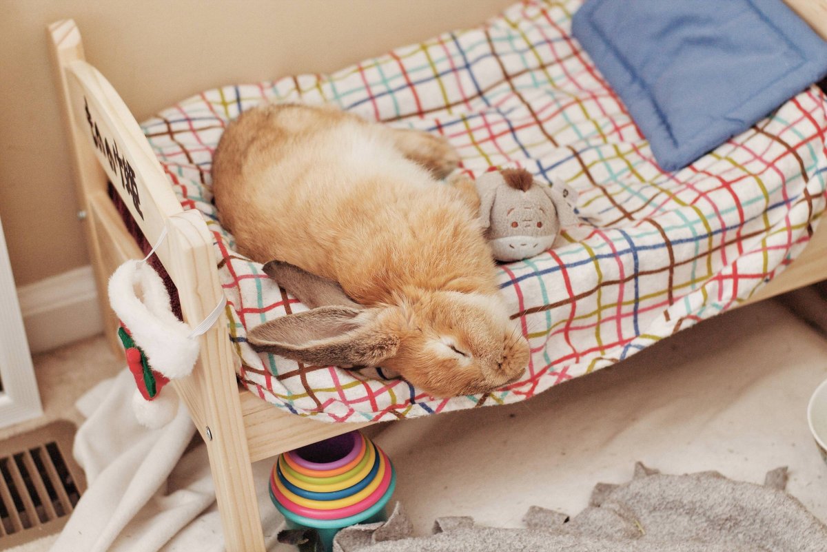 Спящий заяц