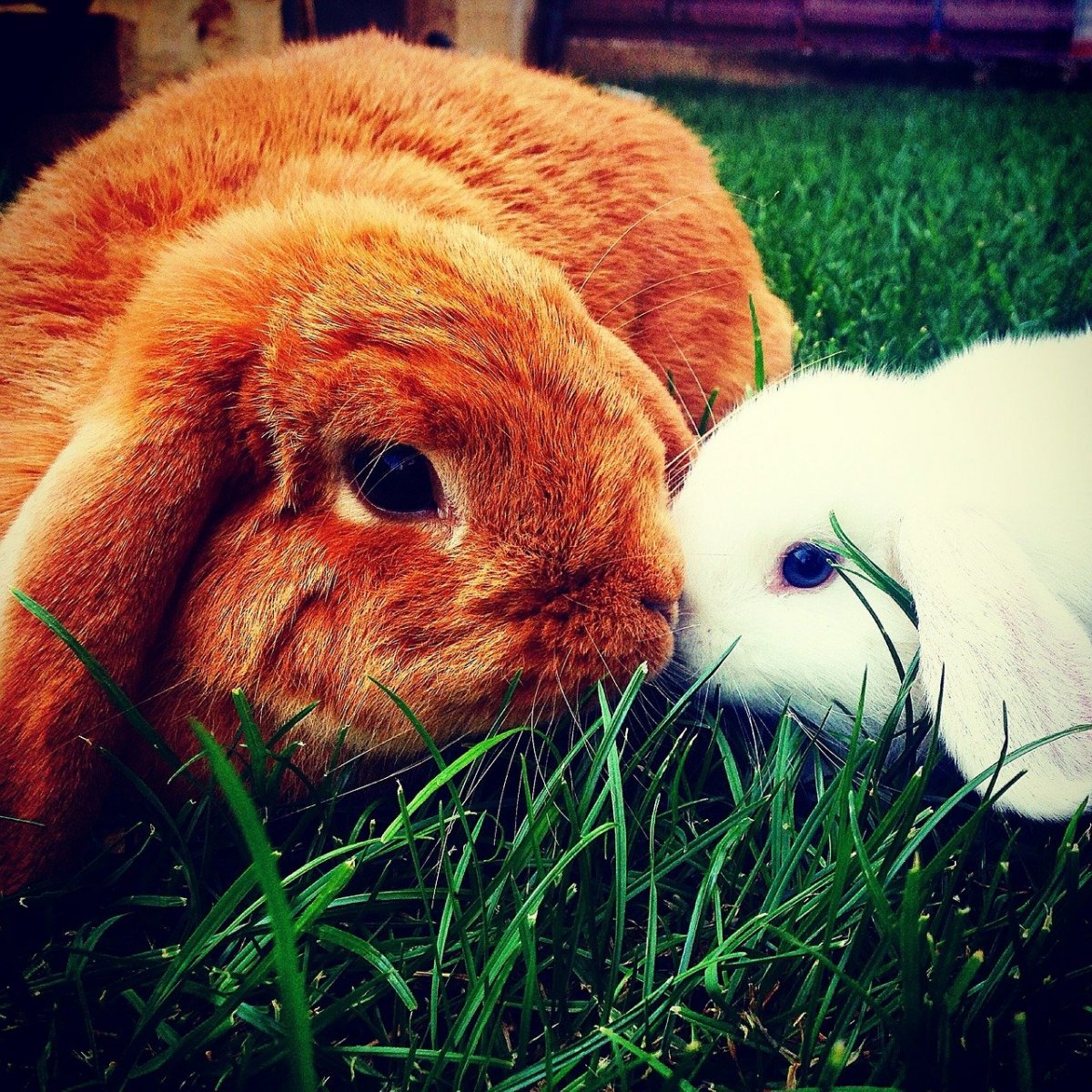 Овен кролик