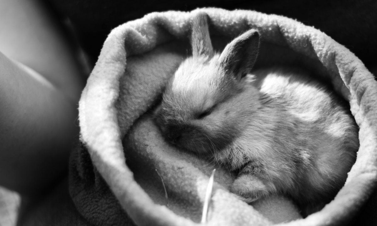 Декоративный кролик