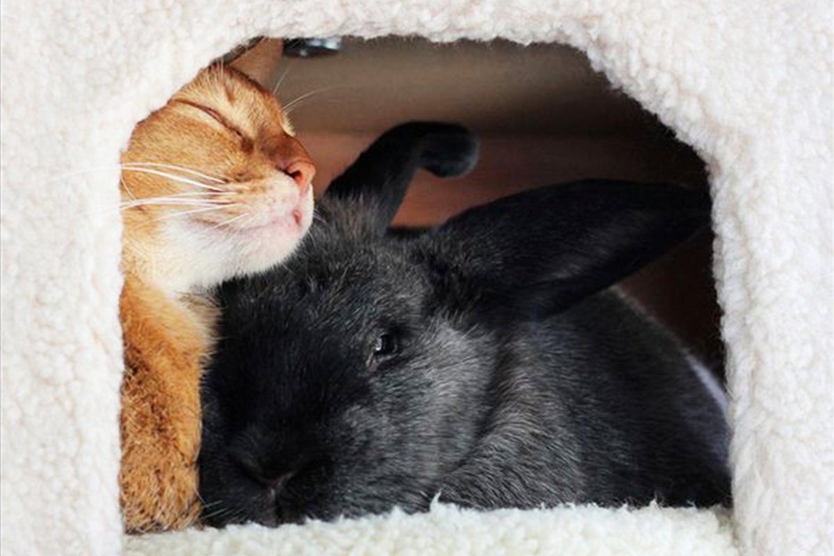 Декоративные крольчата