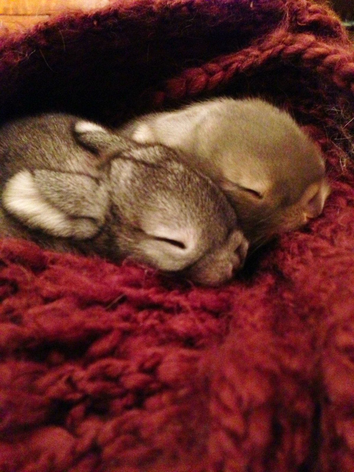 Милые животные