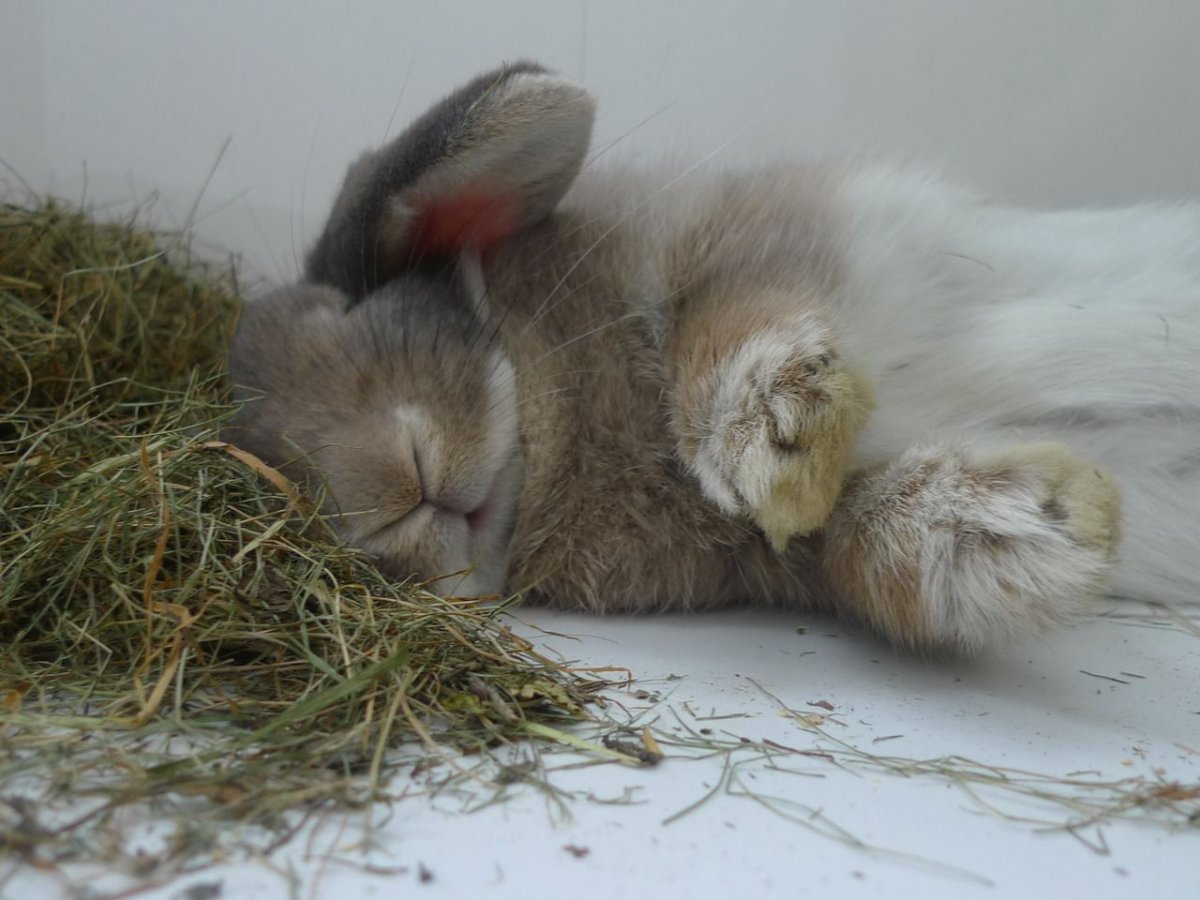 Милые кролики