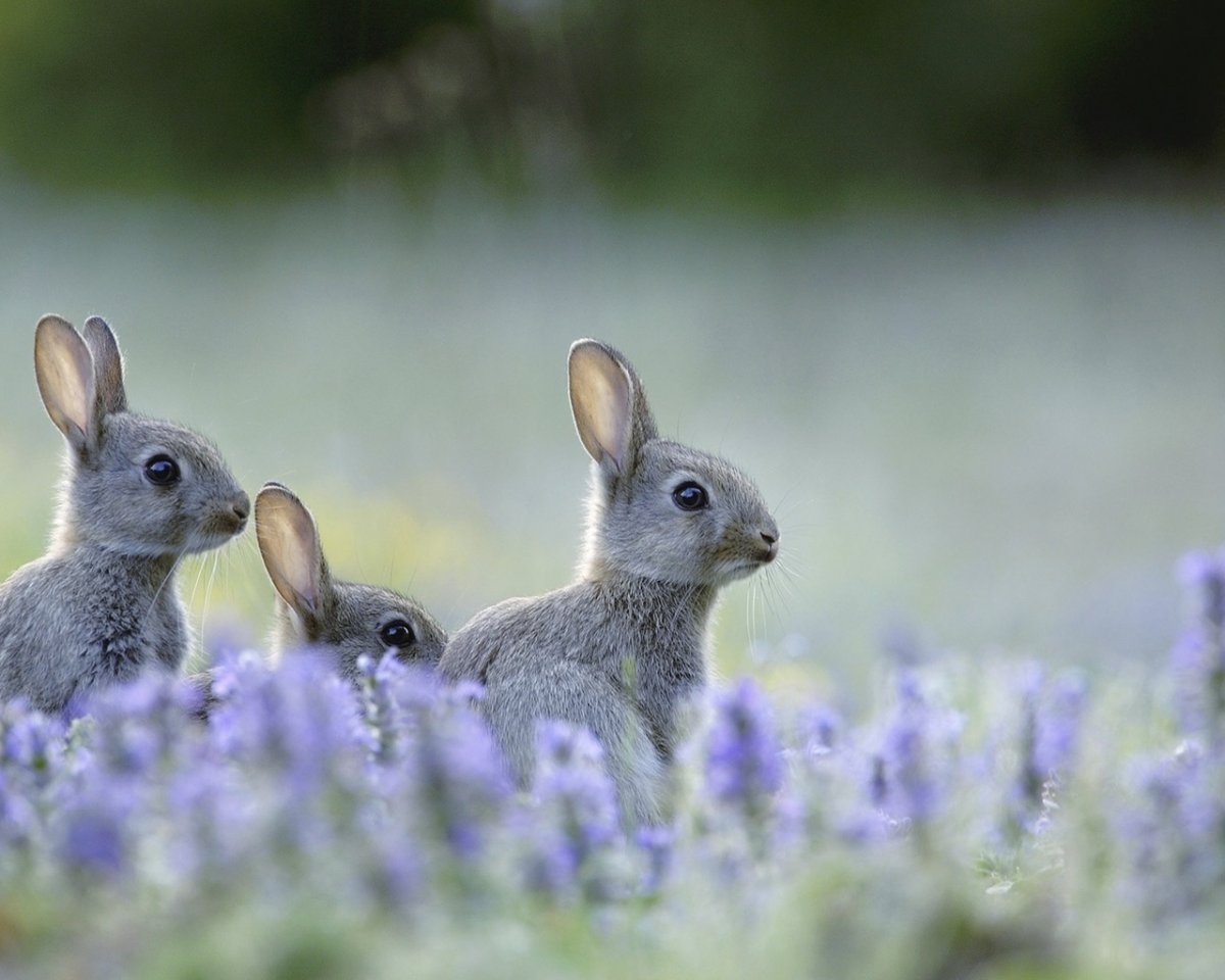 Кролики на лугу