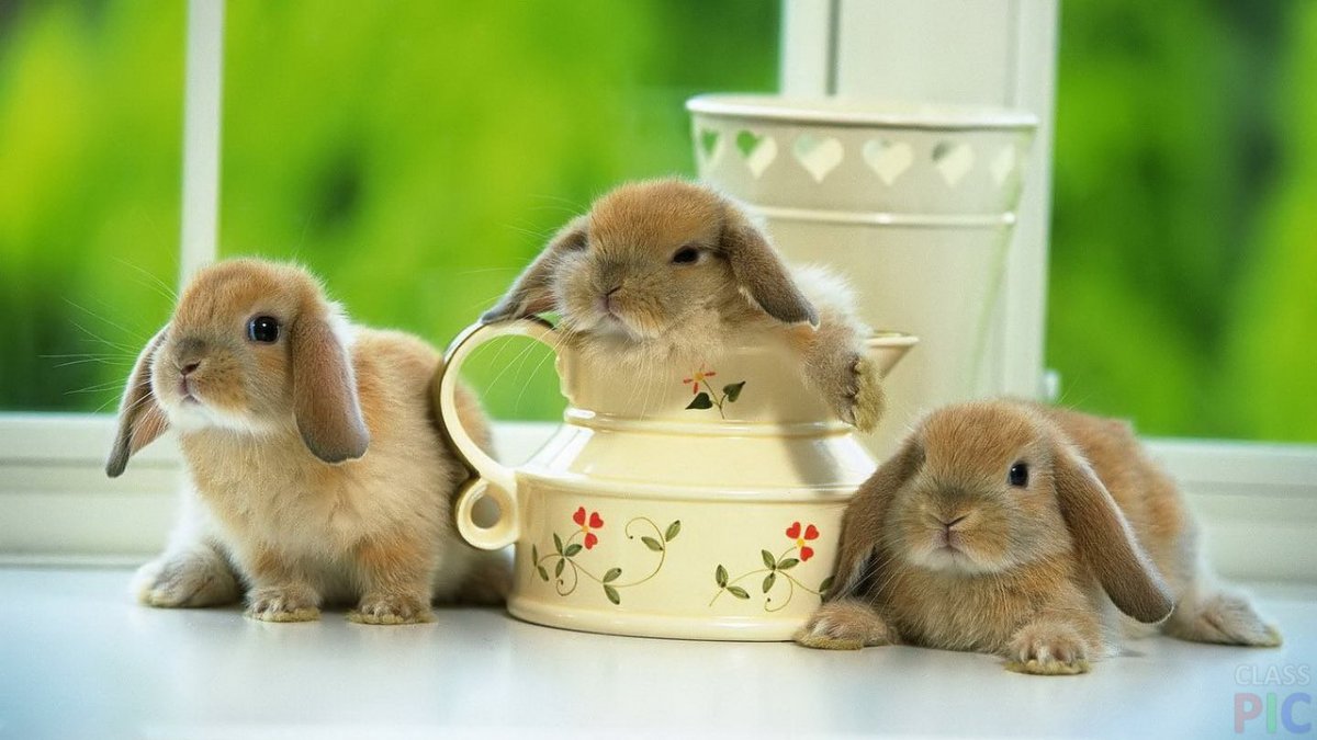 Милые крольчата