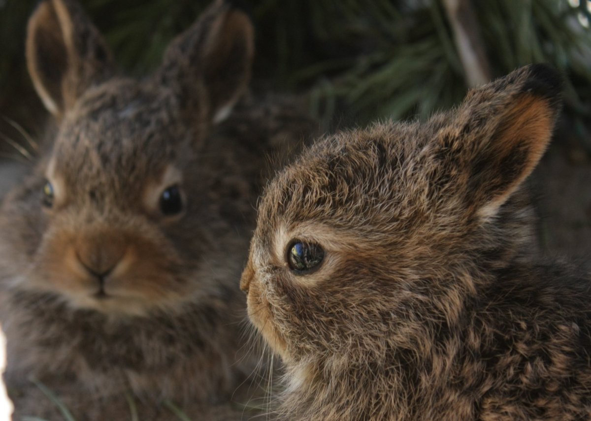 Заяц и зайчиха