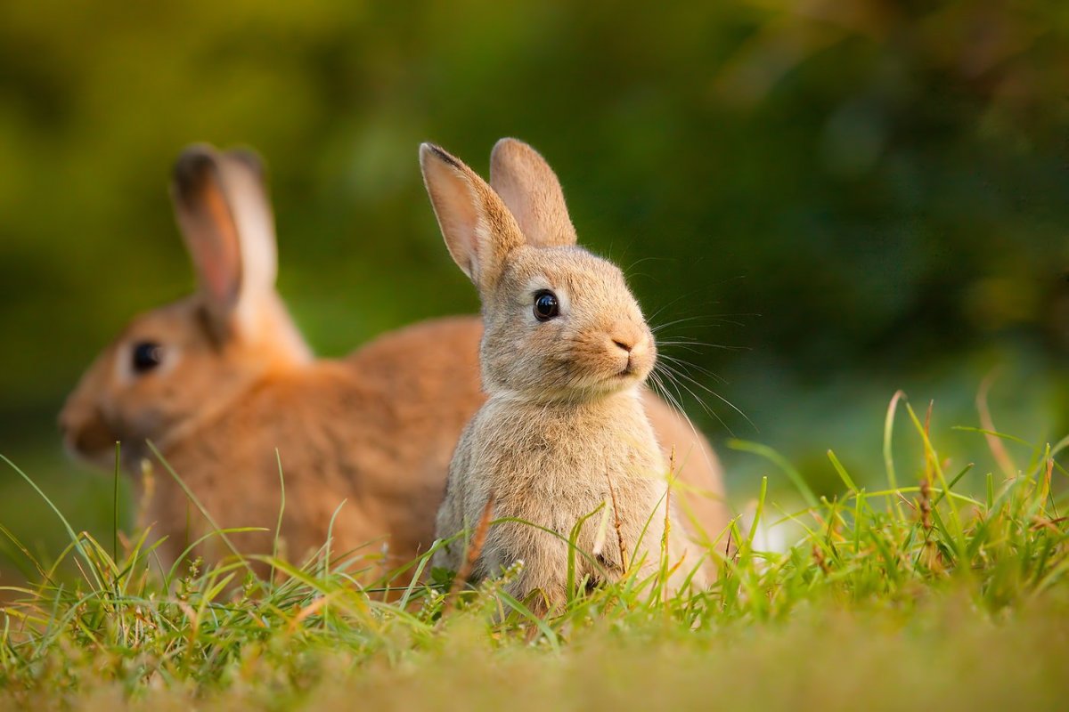 Зайцы семья