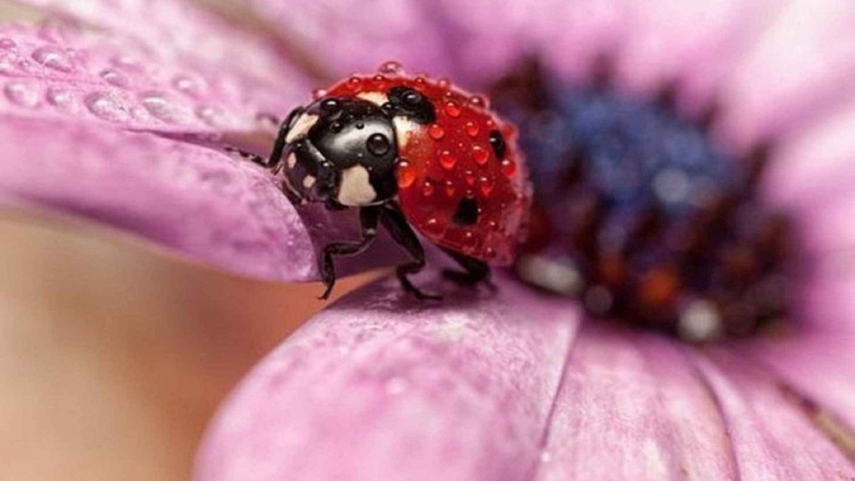 Макросъемка природа