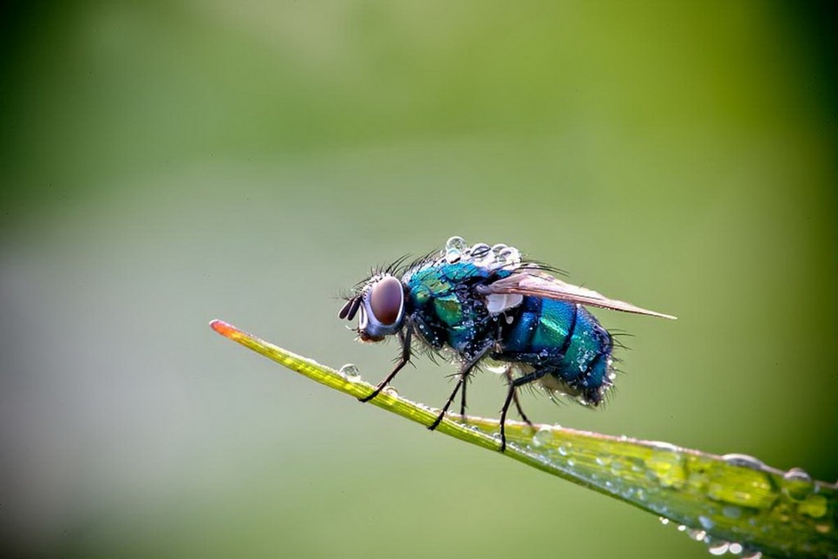 Муха в росе